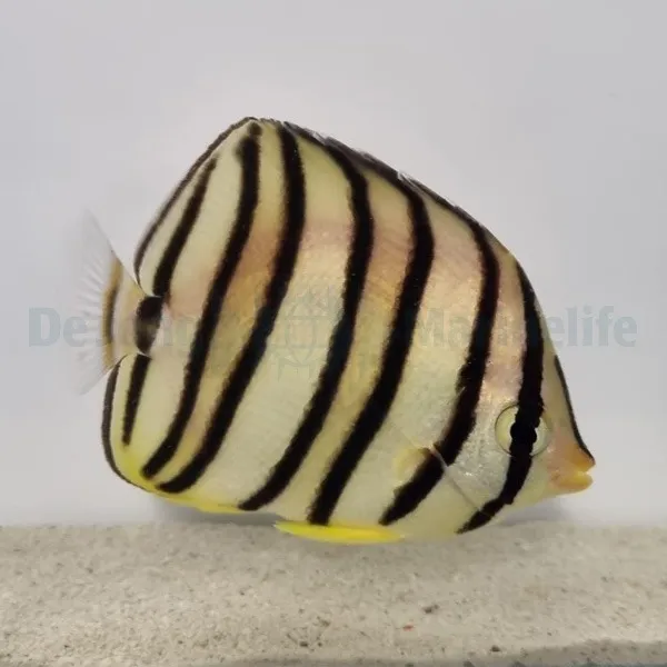 Chaetodon octofasciatus | S