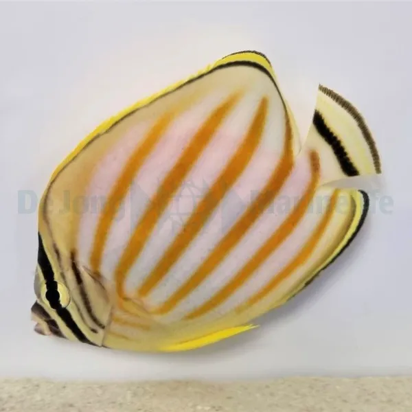 Chaetodon ornatissimus | All sizes