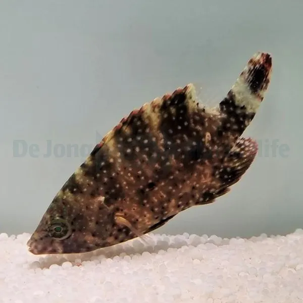 Cheilinus oxycephalus | M