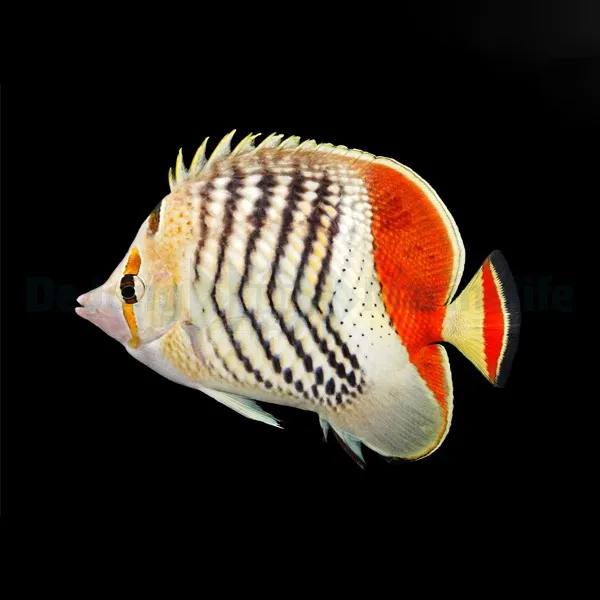 Chaetodon paucifasciatus | M