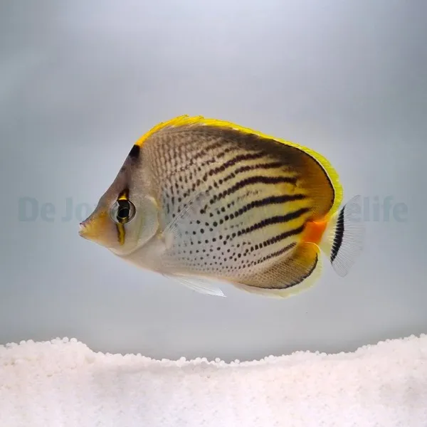 Chaetodon pelewensis | L