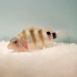 Amblycirrhitus pinos | All sizes