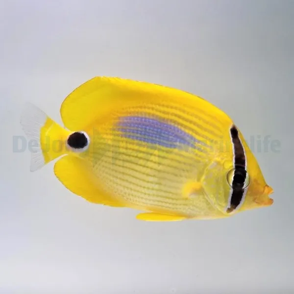 Chaetodon plebeius | M