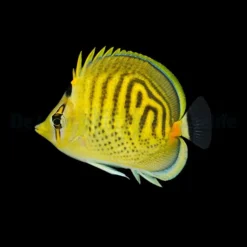 Chaetodon punctatofasciatus | S