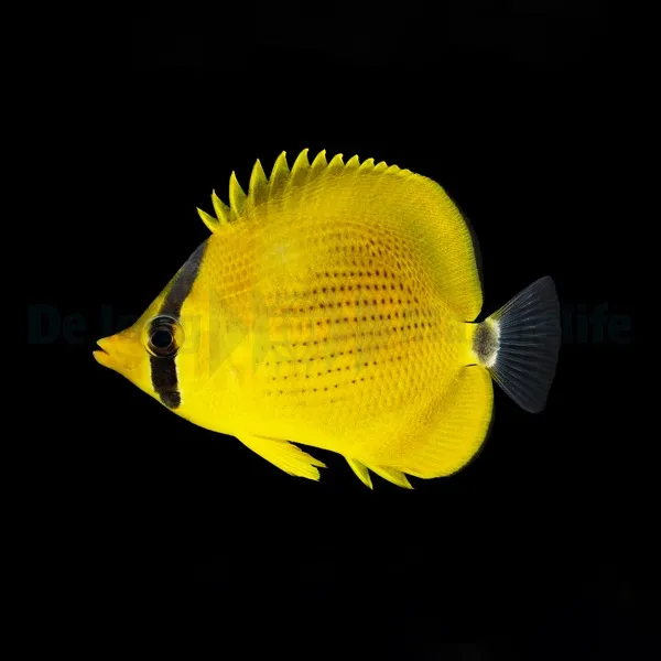 Chaetodon semeion | S