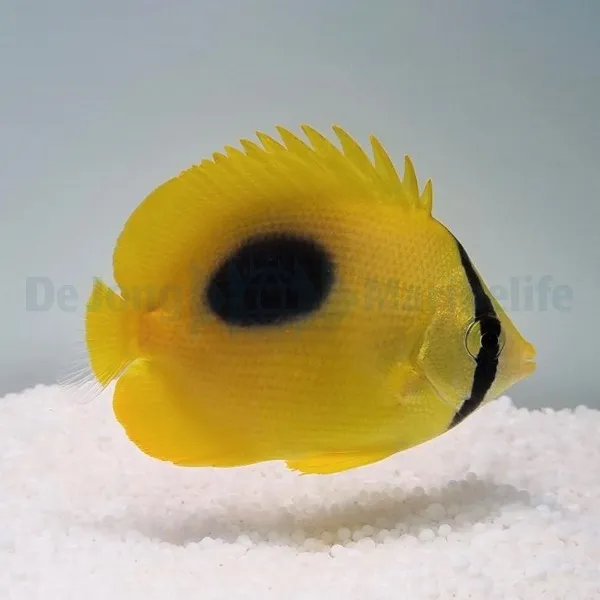 Chaetodon speculum | S