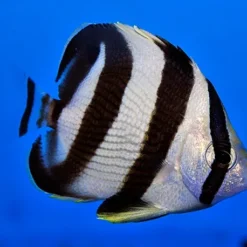 Chaetodon striatus | M