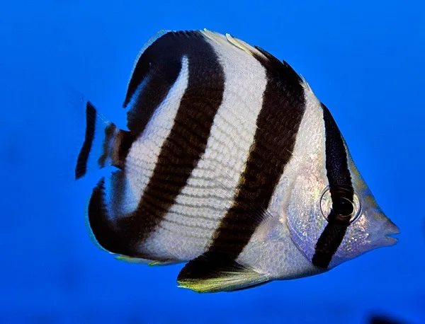 Chaetodon striatus | L