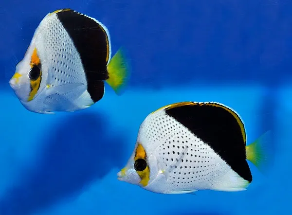 Chaetodon tinkeri | S/M