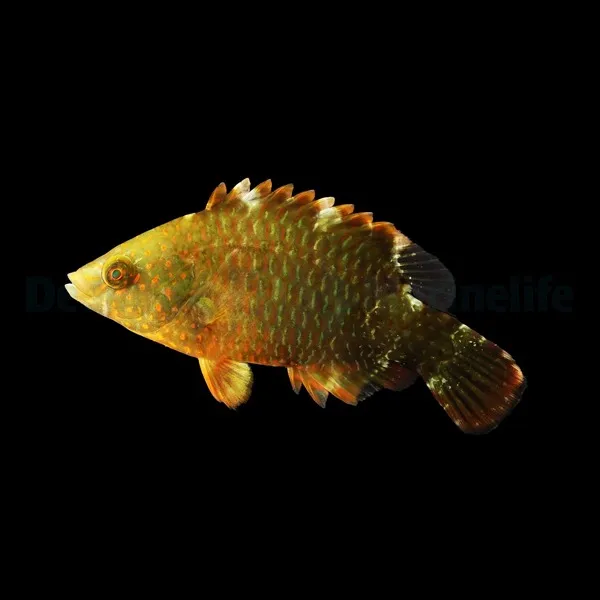 Cheilinus trilobatus | M