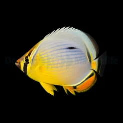 Chaetodon trifasciatus | S
