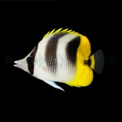 Chaetodon Ulietensis | Size L