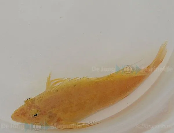 Cirrhitichthys aureus | All sizes