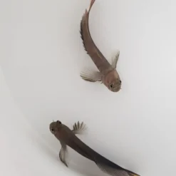 Cirripectes castaneus | All sizes
