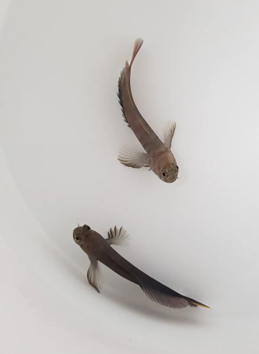 Cirripectes castaneus | All sizes