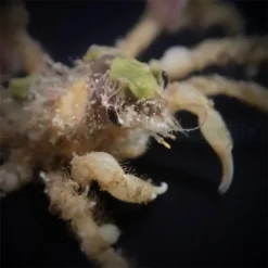 Camposcia retusa | All sizes
