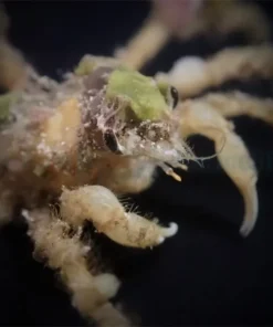 Camposcia retusa | All sizes