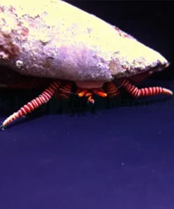 Ciliopagurus striatus | All sizes