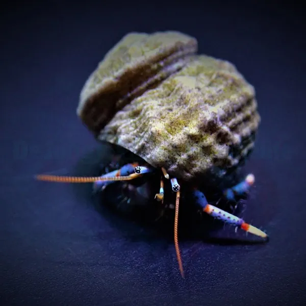 Clibanarius tricolor | All sizes