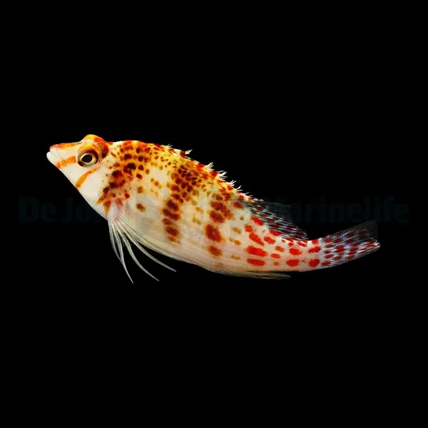 Cirrhitichthys falco | All sizes