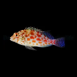 Cirrhitichthys oxycephalus | All sizes