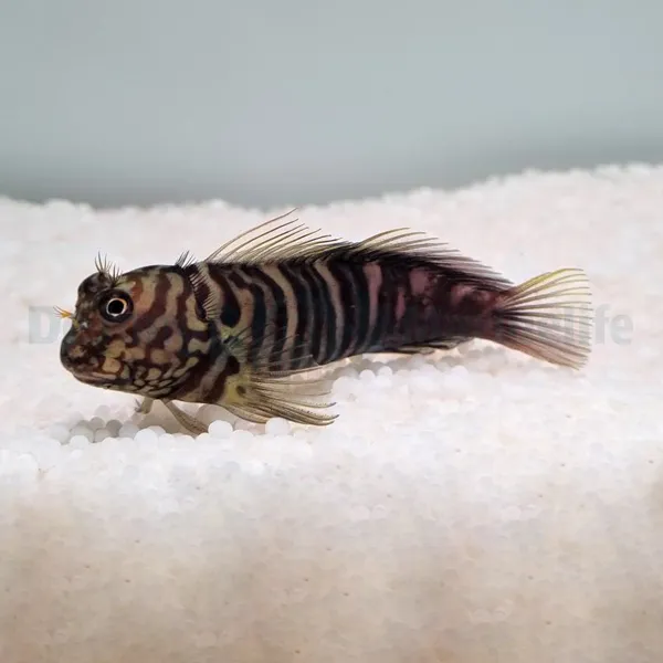 Cirripectes polyzona | All sizes