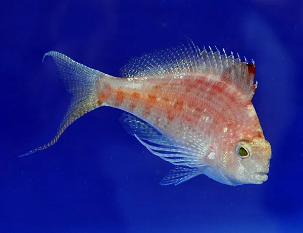 Cyprinocirrhites polyactis | All sizes