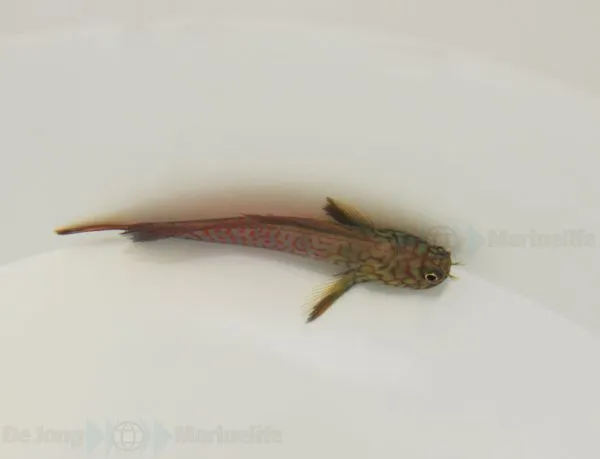Cirripectes stigmaticus (Pacific) | All sizes