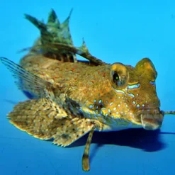 Dactylopus dactylopus | M/L