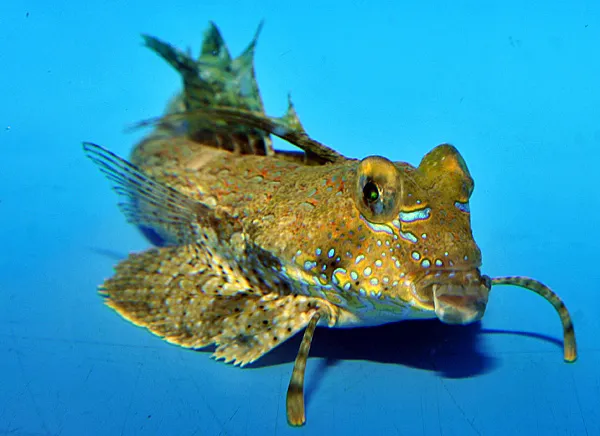 Dactylopus dactylopus | M/L