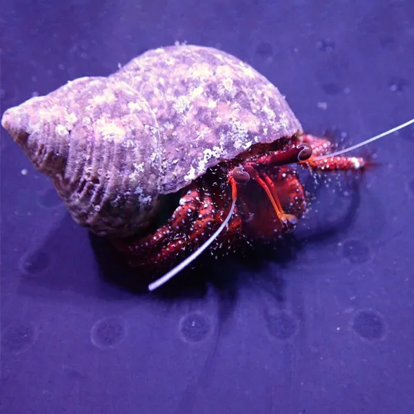 Dardanus megistos | All sizes