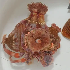 Dardanus pedunculatus | All sizes
