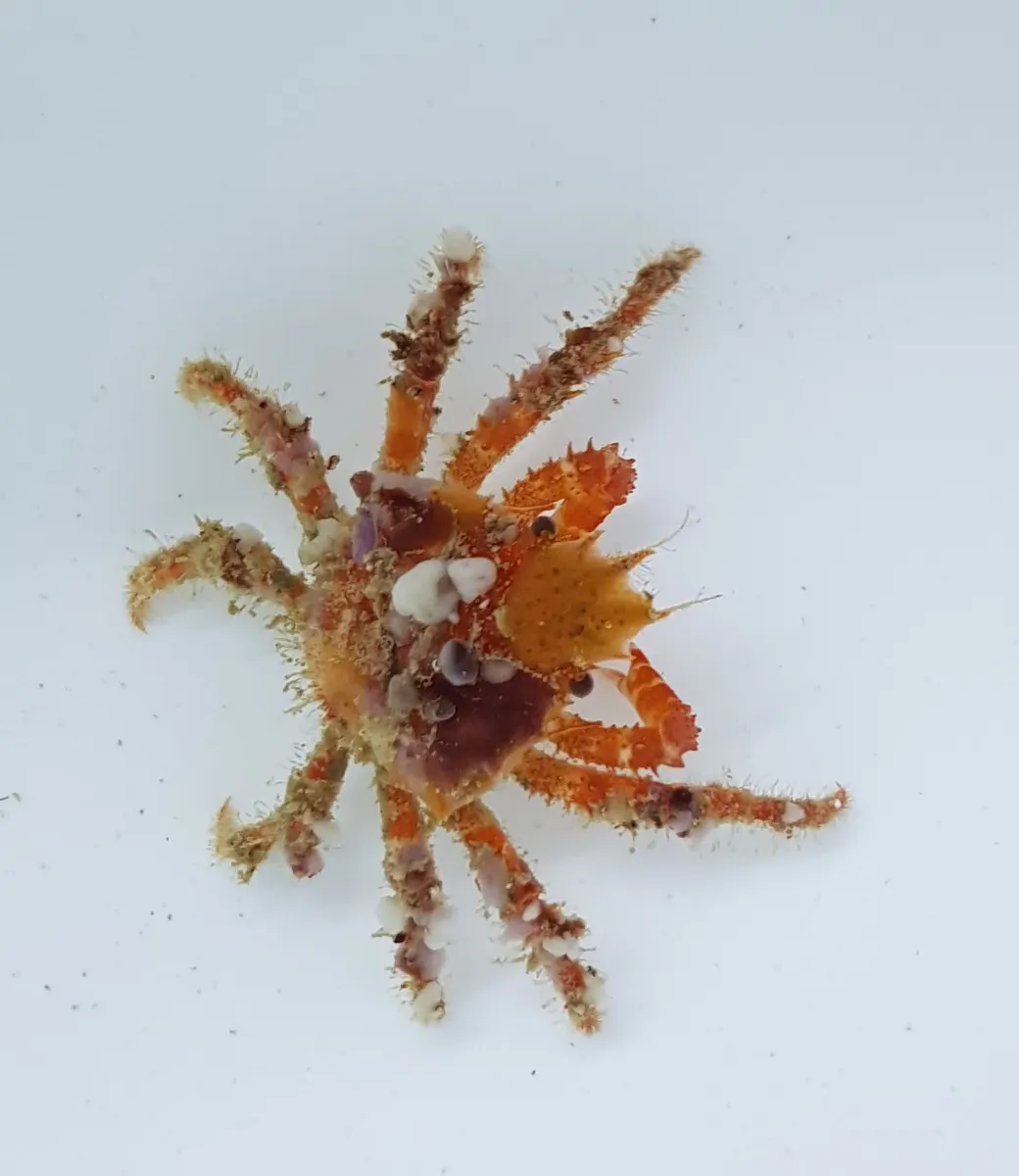 Decorator crab (Caribbean) | All sizes