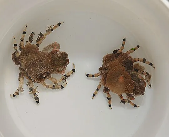 Decorator crab (Philippines) | All sizes