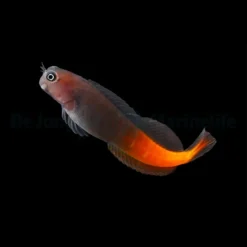 Ecsenius bicolor | All sizes