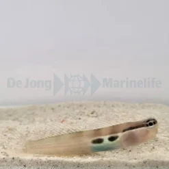Ecsenius bimaculatus | All sizes
