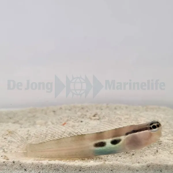 Ecsenius bimaculatus | All sizes
