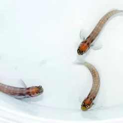 Ecsenius minutus (Maldives) | All sizes