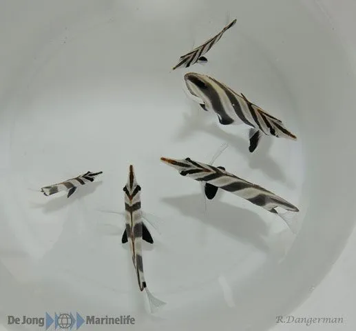 Chelmonops truncatus | S
