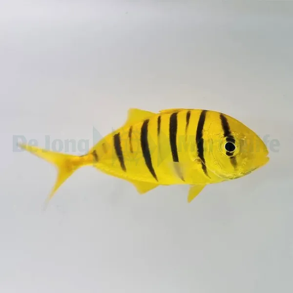 Gnathanodon speciosus | XL