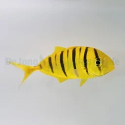 Gnathanodon speciosus | XXL