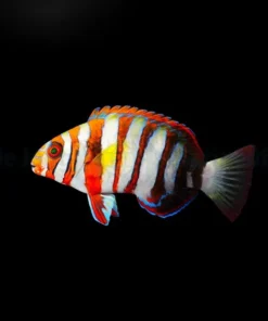 Choerodon fasciatus | M/L