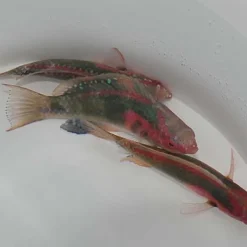 Cirrhilabrus exquisitus | All sizes