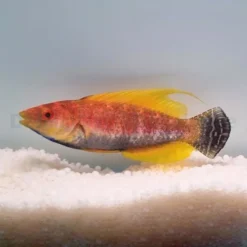 Cirrhilabrus filamentosus | All sizes