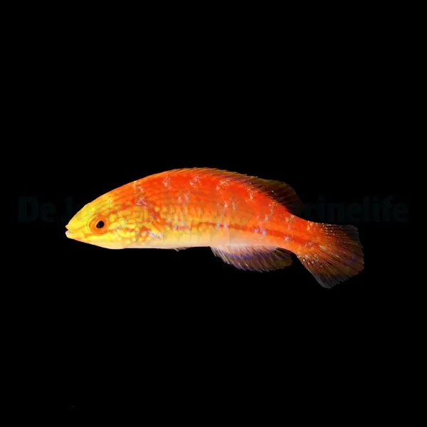 Cirrhilabrus isosceles (female) | All sizes