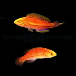 Cirrhilabrus isosceles (Pair) | All sizes