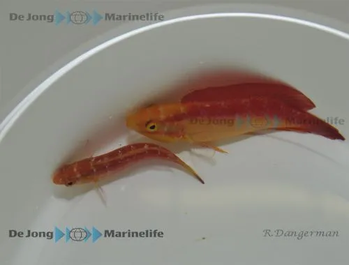 Cirrhilabrus jordani (Pair) | All sizes