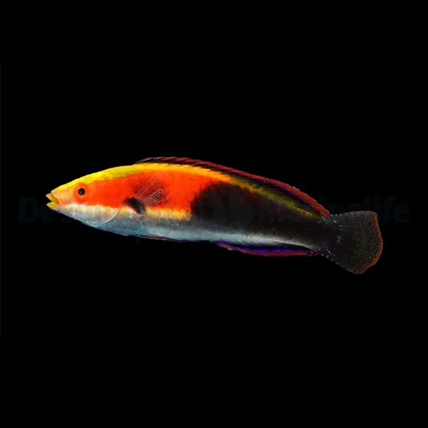 Cirrhilabrus katherinae (male) | All sizes