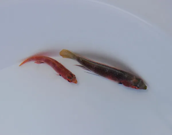 Cirrhilabrus katherinae (Pair) | All sizes
