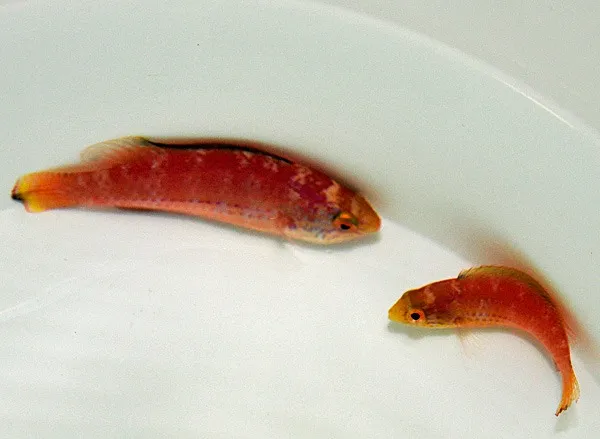 Cirrhilabrus katoi (Pair) | All sizes